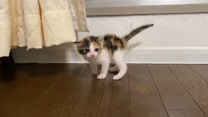 尻尾を立てているミケ子猫