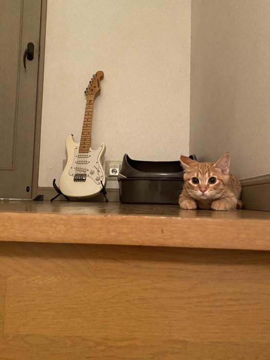 身構える子猫