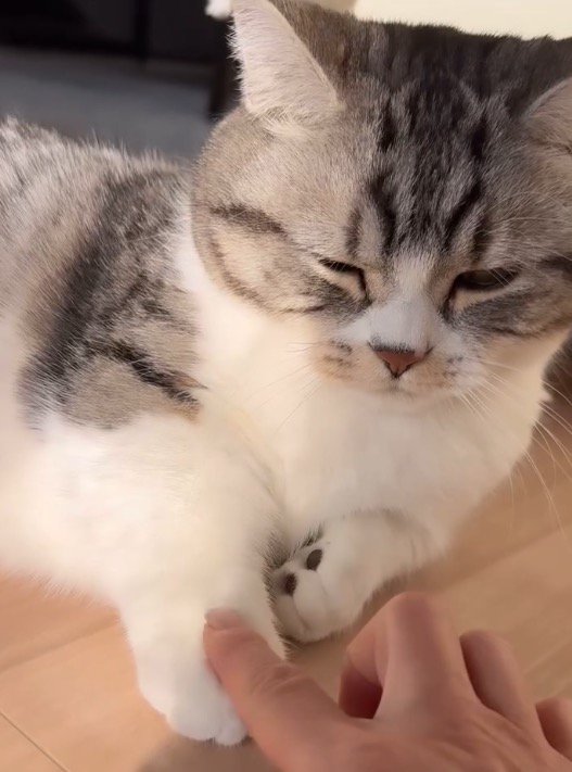 猫の前足に指を乗せる女性