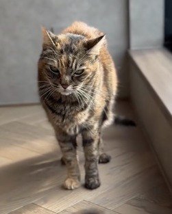 しっぽを左右に振る麦わら猫