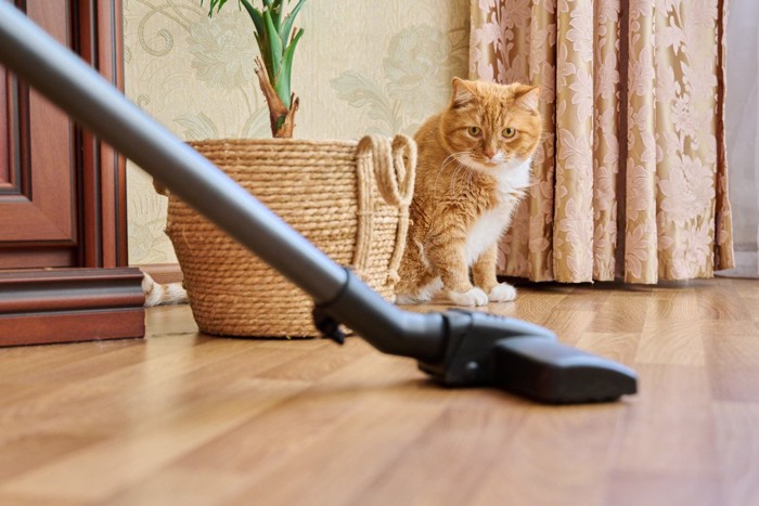 掃除機に警戒する猫