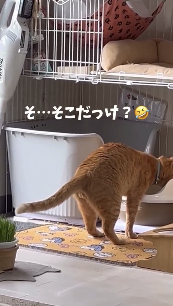 トイレに砂をかける猫