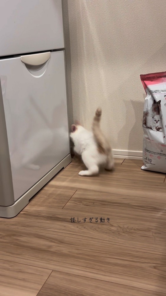 急いで隙間へと戻っていくおもちちゃん