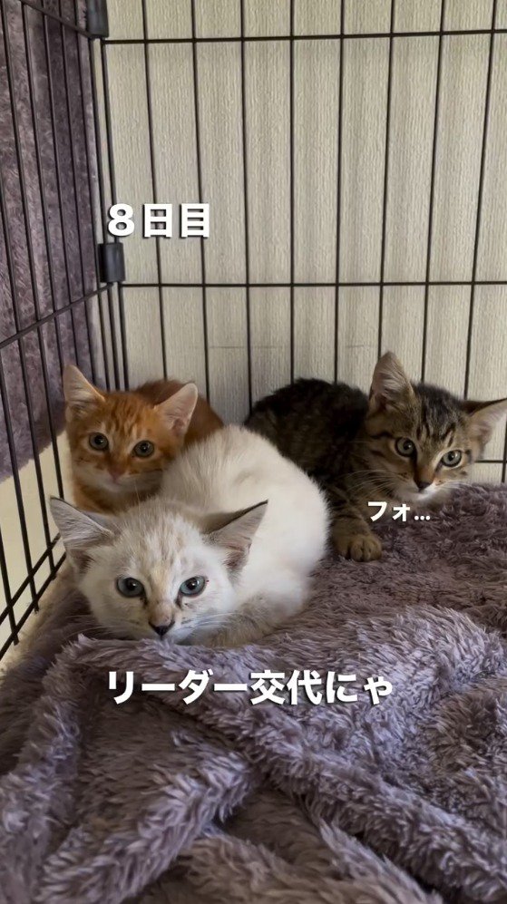 2頭の子猫の間に座る白い子猫