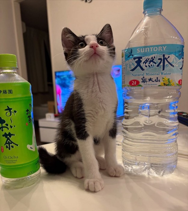 座って見上げる子猫