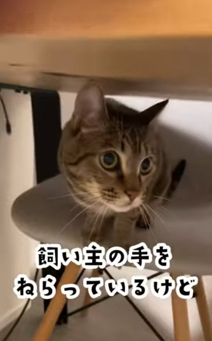 机の下で椅子に座っている猫