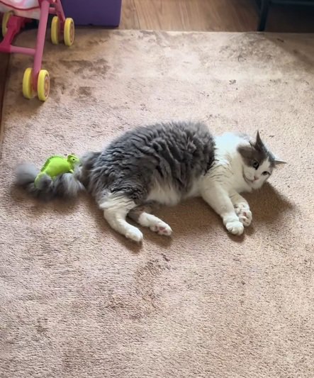 しっぽにぬいぐるみがついていることをあきらめる猫