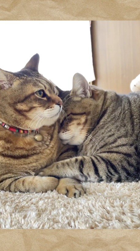 仲良くくっつく闘病中の猫とキジトラ猫