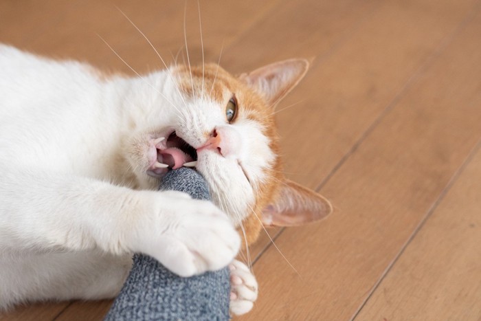 飼い主の足を噛む猫