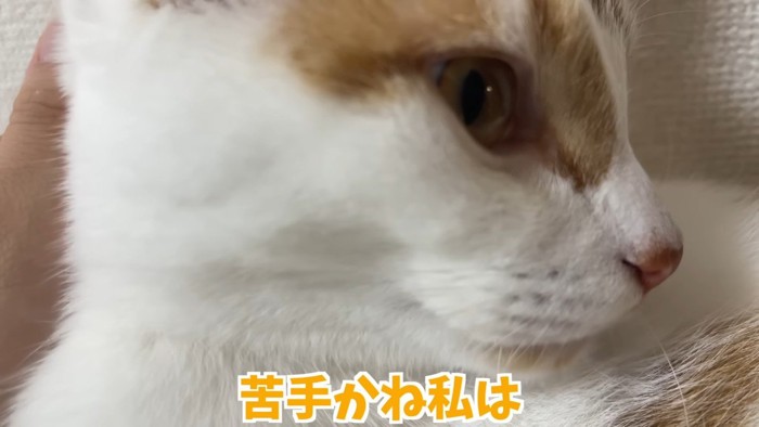 トロくんのドアップ