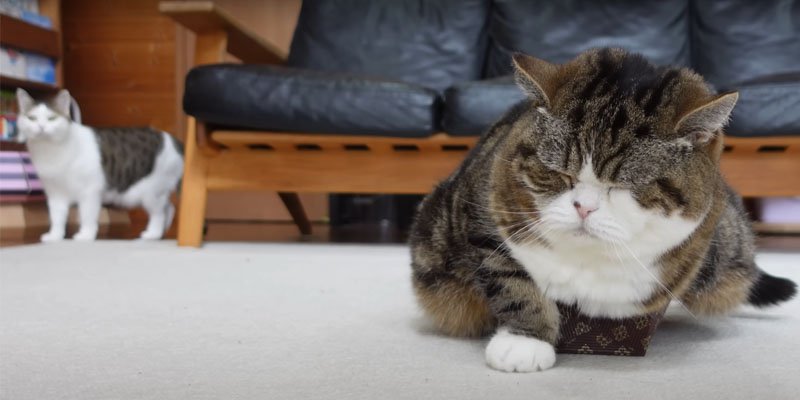 遠くから見つめる猫