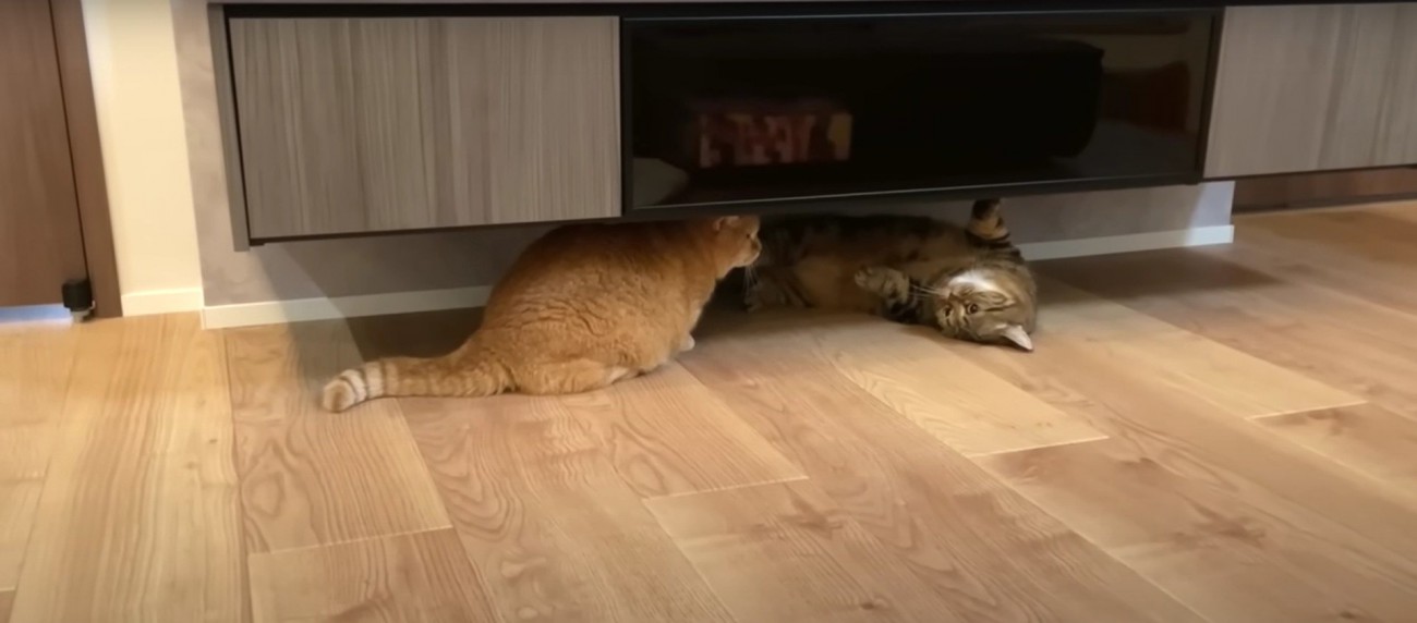 喧嘩をしている2匹の猫