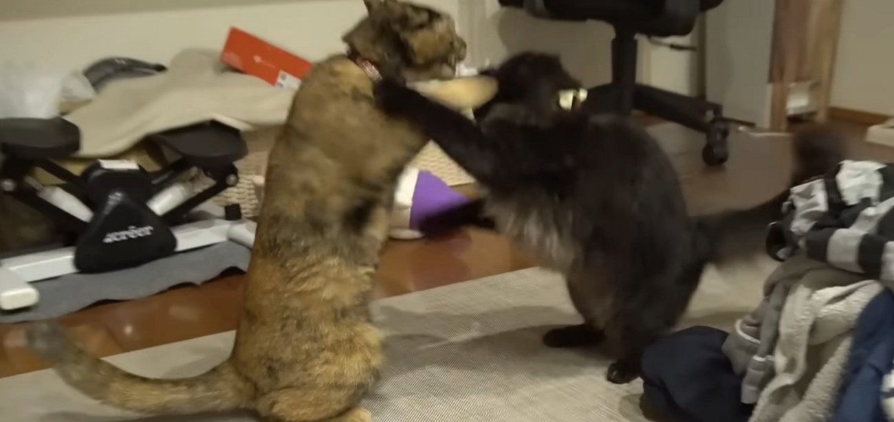 ケンカする猫たち