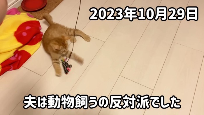おもちゃで遊ぶ子猫