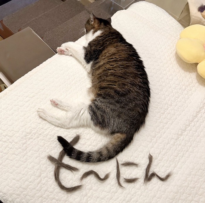 猫の足と抜け毛で作られた「も〜にん」の文字