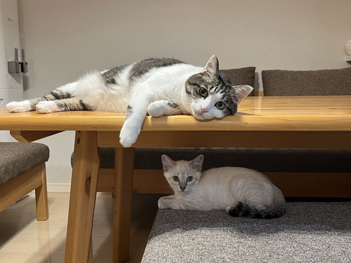 テーブルの上と下にいる猫たち