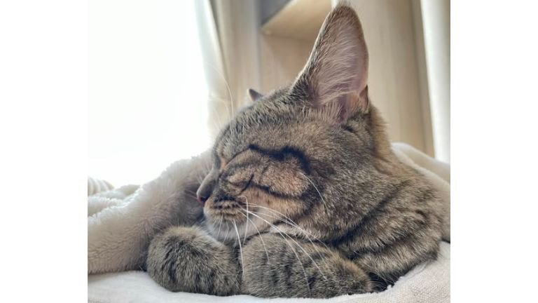 寝ている猫