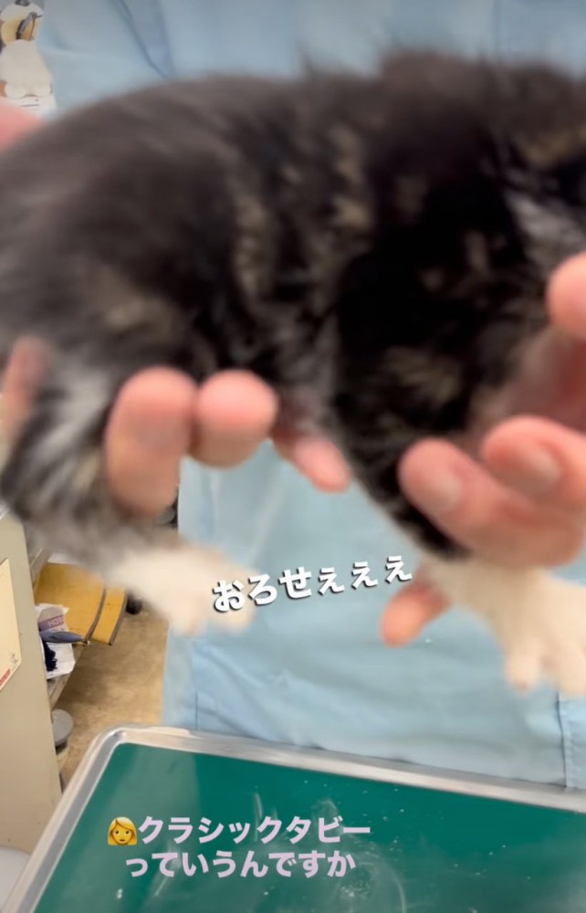 軽く暴れる子猫