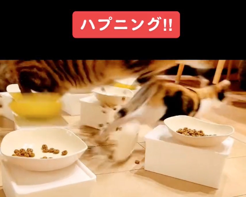 逃げ出す猫たち