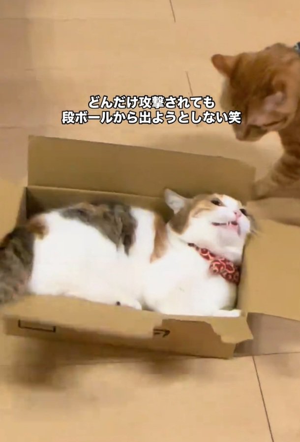 ぽんずちゃんを睨むだいずくん