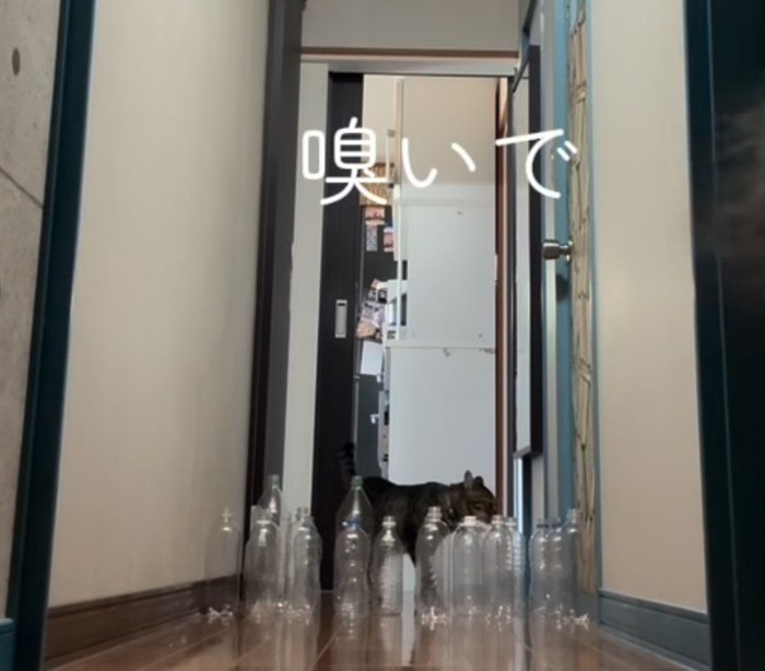 ペットボトルの匂いを嗅ぐキジトラ猫(嗅いで)