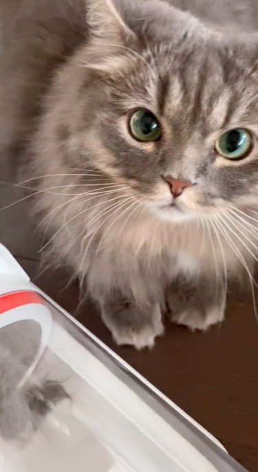 掃除機の隣に座る猫