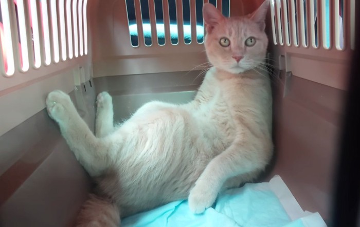 ふんぞり返る猫