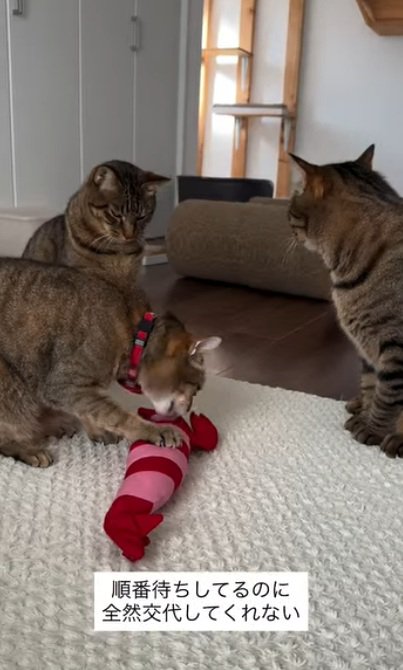 手におもちゃで遊ぶ猫と待っている猫達