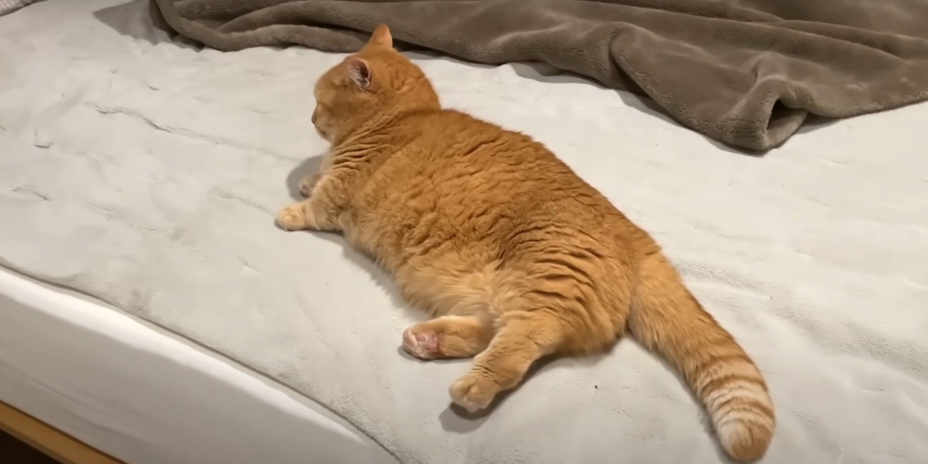 横たわる茶トラ猫