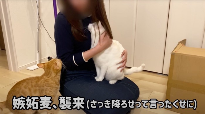 白い猫を膝に乗せる女性を見上げる茶トラ猫