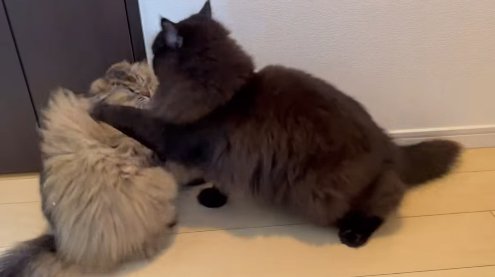 猫パンチをする黒猫（横）