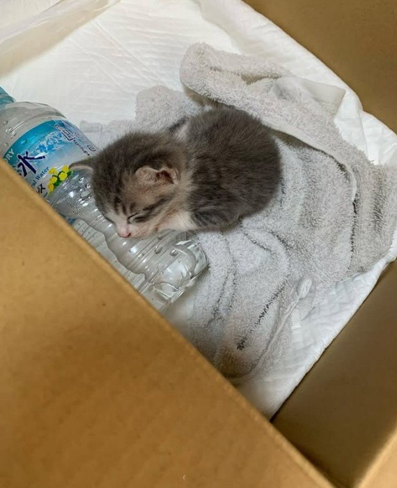 ペットボトルに寄り添って眠る子猫