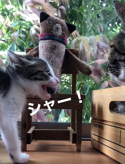威嚇する子猫