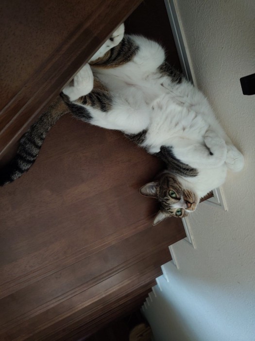 階段で仰向けになる猫