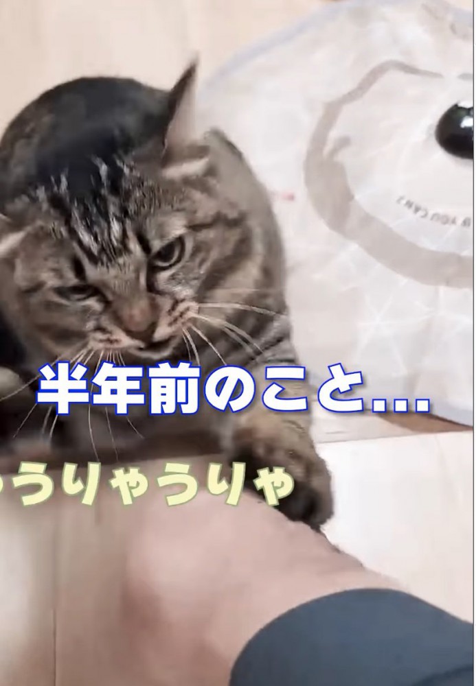 猫パンチが炸裂する猫