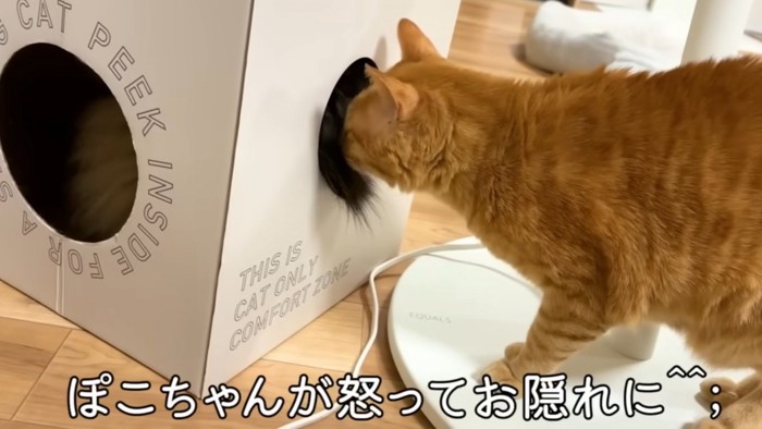 「ぽこちゃんが怒ってお隠れに」