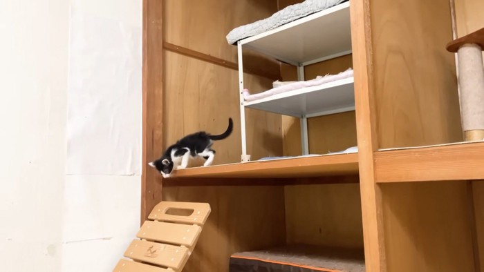 押入れに登るロアくん