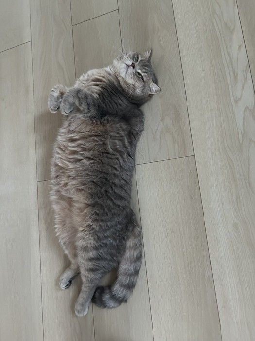 お腹を出して寝転がるキジトラ猫