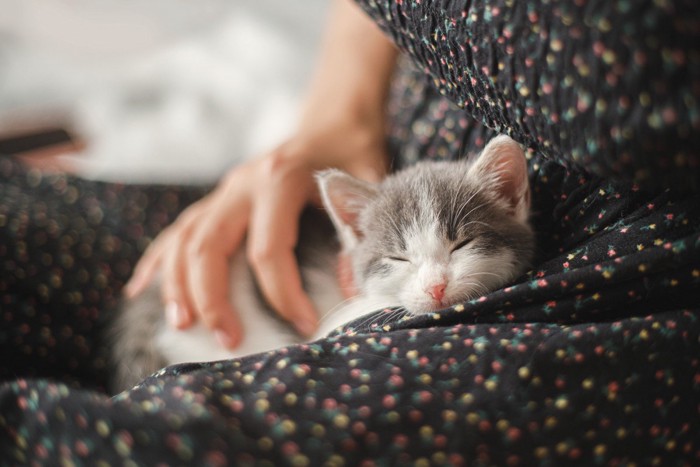 背中を撫でられている子猫