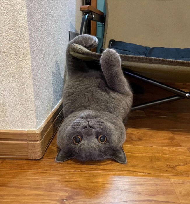 ひっくり返る猫