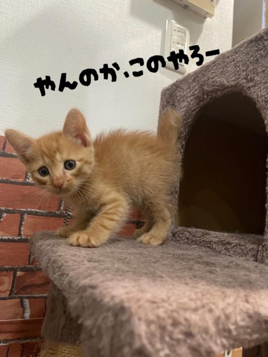 やんのかポーズの子猫