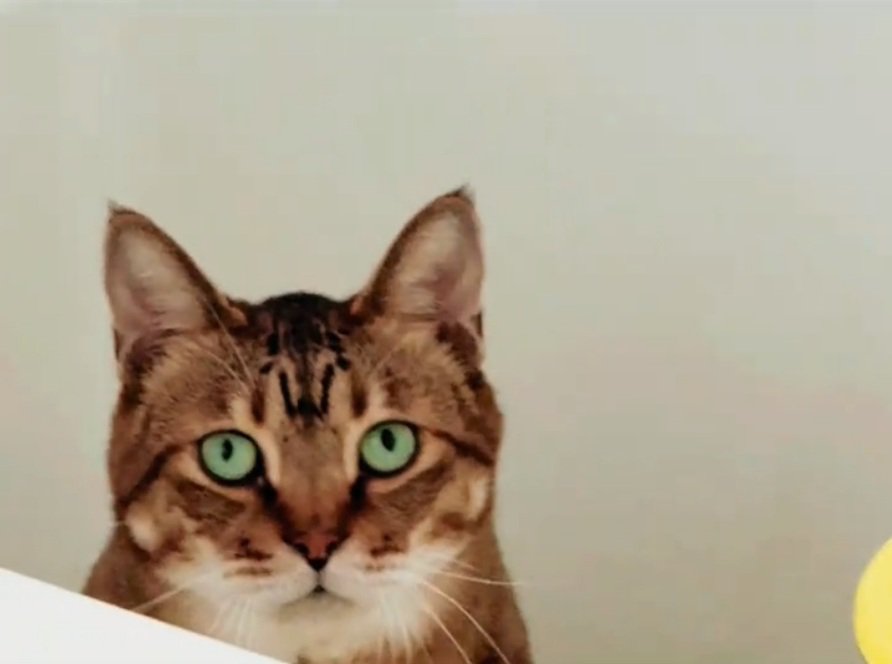 浴槽に入るししゃもくん