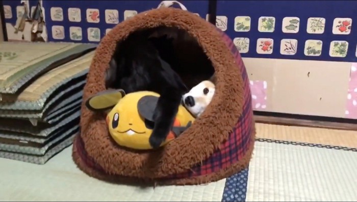 ハウスの中に入ろうとする黒猫の背中