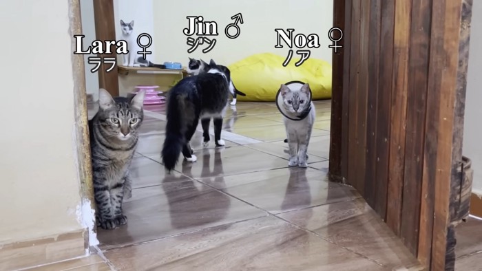 ドアの内側に集まった猫ちゃんズ