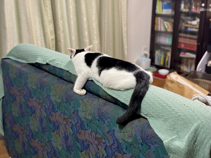 ソファの背もたれ上部に寝そべる猫の後姿
