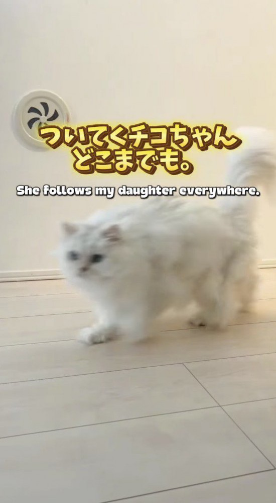 女の子のあとを追いかける猫
