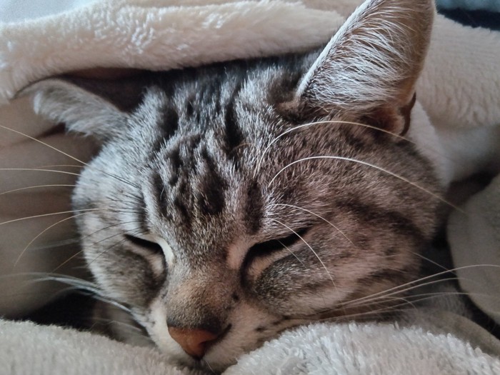 飼い主の腹の上で眠る猫