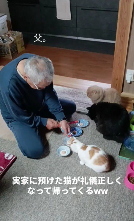 おやつを盛るお父さまと3匹の猫