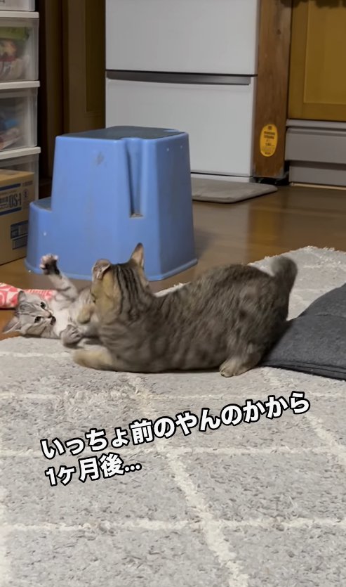 寝転がりながら両手を広げて手前の猫を威嚇している子猫