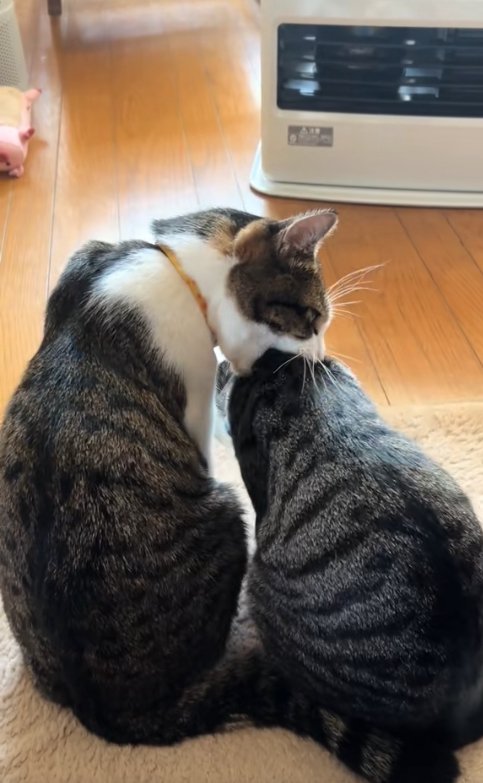 右の猫の首に噛みついている左の猫